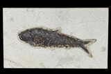 Fossil Fish (Knightia) - Green River Formation #113976-1